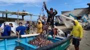 Jaiba morada afecta a 1.200 pescadores en Manabí: redes destruidas y pérdidas económicas