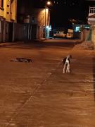 Presunto envenenamiento de perros causa indignación