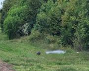 Inusual accidente en Paysandú: un hombre de 35 años murió tras chocar contra un ciervo