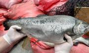 Formalizan a extrabajador de Nova Austral por sustracción de salmones desde centro de cultivo