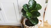 Dónde es mejor ubicar un Ficus en casa: la guía completa para que la planta no pierda hojas