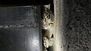Angustia por un gato atrapado entre paredes en Quito: bomberos lograron liberarlo
