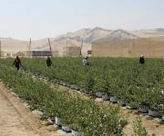 Mal tiempo de 'El Niño' amenaza con frenar auge de exportaciones agrícolas de Perú