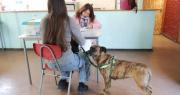 Valparaíso inicia operativos gratuitos de esterilización para perros y gatos en distintos sectores de la comuna