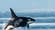Desconcierto en la ciencia: las orcas se estarían atacando y comiendo entre sí, un canibalismo no documentado antes