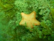 Madres que gestan en su estómago: el asombroso secreto de una estrella de mar de la Patagonia