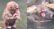 VIRAL: Monito Punch perdió a su peluche en medio de fuerte tormenta en Japón, así fue su búsqueda desesperada