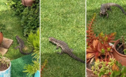 El curioso caso del lagarto overo que encontró casa en La Plata y vuelve todos los días