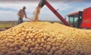 Bolivia autoriza uso de soya HB4 para enfrentar sequías y mejorar la productividad