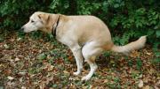 Qué significa que tu perro no pueda defecar durante días y cuándo acudir al veterinario