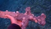 Nadaba en el Mar Mediterráneo y encontró un tesoro de 800 años que sorprendió a los arqueólogos