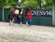 ¡Se acabó la espera! El selectivo Tuscan Gold hace su debut oficial en La Rinconada