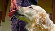 Qué significa que tu perro te chupe las manos al acariciarlo y cuándo es negativo