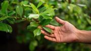 Pocos lo saben: por qué recomiendan acariciar las hojas de una planta durante sus primeros días de vida