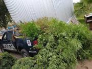 Fotos y video: un vivero de marihuana con plantas de tres metros en Maipú