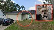 Adolescentes matan al perro de su vecina por un reto de TikTok: “es devastador”