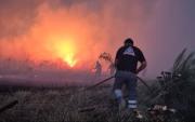 Mar del Plata: incendios forestales arrasaron más de 200 hectáreas