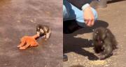 ¿Corre peligro la vida de Punch? Esto ocurre realmente con el famoso monito viral, según el zoológico