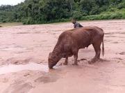 Aluvión en Chiquiacá Sud destruye viviendas y deja comunidades sin servicios básicos, informa la Gobernación de Tarija