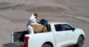 Copiapó: Guanaco desorientado sorprende a vecinos y autoridades activan operativo