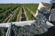 Las exportaciones de Mendoza cayeron en 2025, arrastradas por la baja del vino