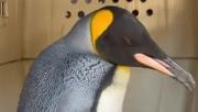 Sorpresa en Buenos Aires por un pinguino rey que apareció en el Río de la Plata: cómo llegó