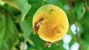 Ni cochinilla, ni pulgón: la plaga que mata a tu árbol limonero y cómo identificarla