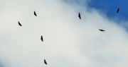 El impactante espectáculo de aves carroñeras que se vio en el cielo sanjuanino
