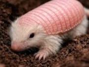 Apareció el hada rosa en Mendoza: el extraño animal que solo habita en Argentina y es un misterio para la ciencia