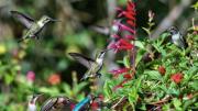 La planta trepadora que transforma tu jardín en un paraíso de buenos olores y colibríes