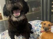 En Diputados /Preocupación por cambios en el sistema de donaciones por SMS