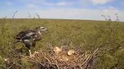 El CONICET transmitió en vivo el crecimiento de un pichón de águila coronada en La Pampa