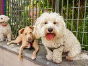 El aumento de la cantidad de perros y el impacto en la Ciudad: el mapa de los caniles y las reglas de convivencia