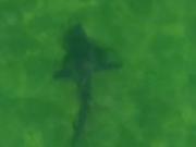 Sorpresa en Río Negro: más de 100 tiburones bacota fueron filmados cruzando la Bahía de San Antonio