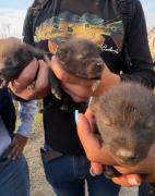 Rescatan a tres cachorros de zorro tras incendios en el Henri Pittier