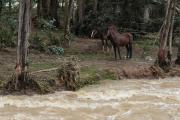 'Zeus' y 'Morlaca', dos caballos que siguen atrapados en un islote de la cuenca del río Yanuncay