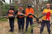 PC rescató a una anaconda de gran tamaño en Barinas (+Detalles)