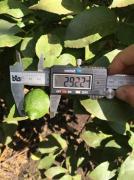 Estudio fenológico: el limón, ligeramente más pequeño que la campaña pasada