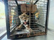 Jaguar neonato es rescatado tras ingresar a un domicilio en Santa Cruz