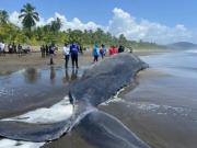 Tragedia en el mar: un cachalote varado en la playa murió tras quedar atrapado en redes de pesca