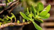 Qué cuidados debo tener con el árbol de jade en otoño