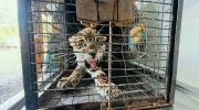 Rescatan a un jaguar neonato que ingresó a una vivienda en La Guardia