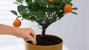 Entierra esas viejas monedas en la tierra de tu naranjo y verás los beneficios: para qué sirve