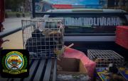 Rescatan a 62 cachorros transportados en condiciones precarias para su venta ilegal en Cochabamba
