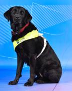 Pickle, la perra guía que acompaña a una deportista paralímpica