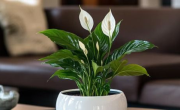 Las mejores 4 plantas para decorar tu casa: crecen todo el año y necesitan pocos cuidados