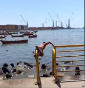 Temeraria Escena En Iquique: Hombre Se Lanza Al Mar En Medio De Lobos Marinos Y Reabre Alerta Por Conductas De Riesgo