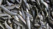 Temporada de la sardina en Venezuela 2026: conoce las nuevas reglas, cuotas y puertos