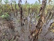 Inundaciones dejan 20.000 hectáreas de soya perdidas