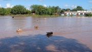 VIDEO. Rivadavia bajo el agua: un grupo de chanchitos lucha por sobrevivir tras la inundación